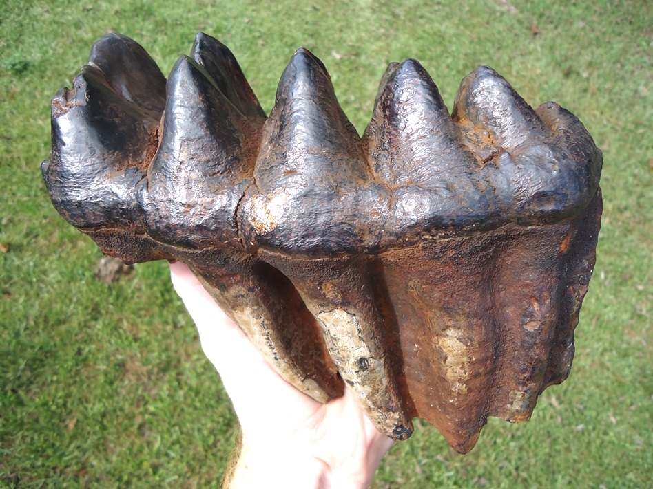 World Record Sized Six Hump Mastodon Tooth